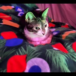 Meet your Posher, Amber